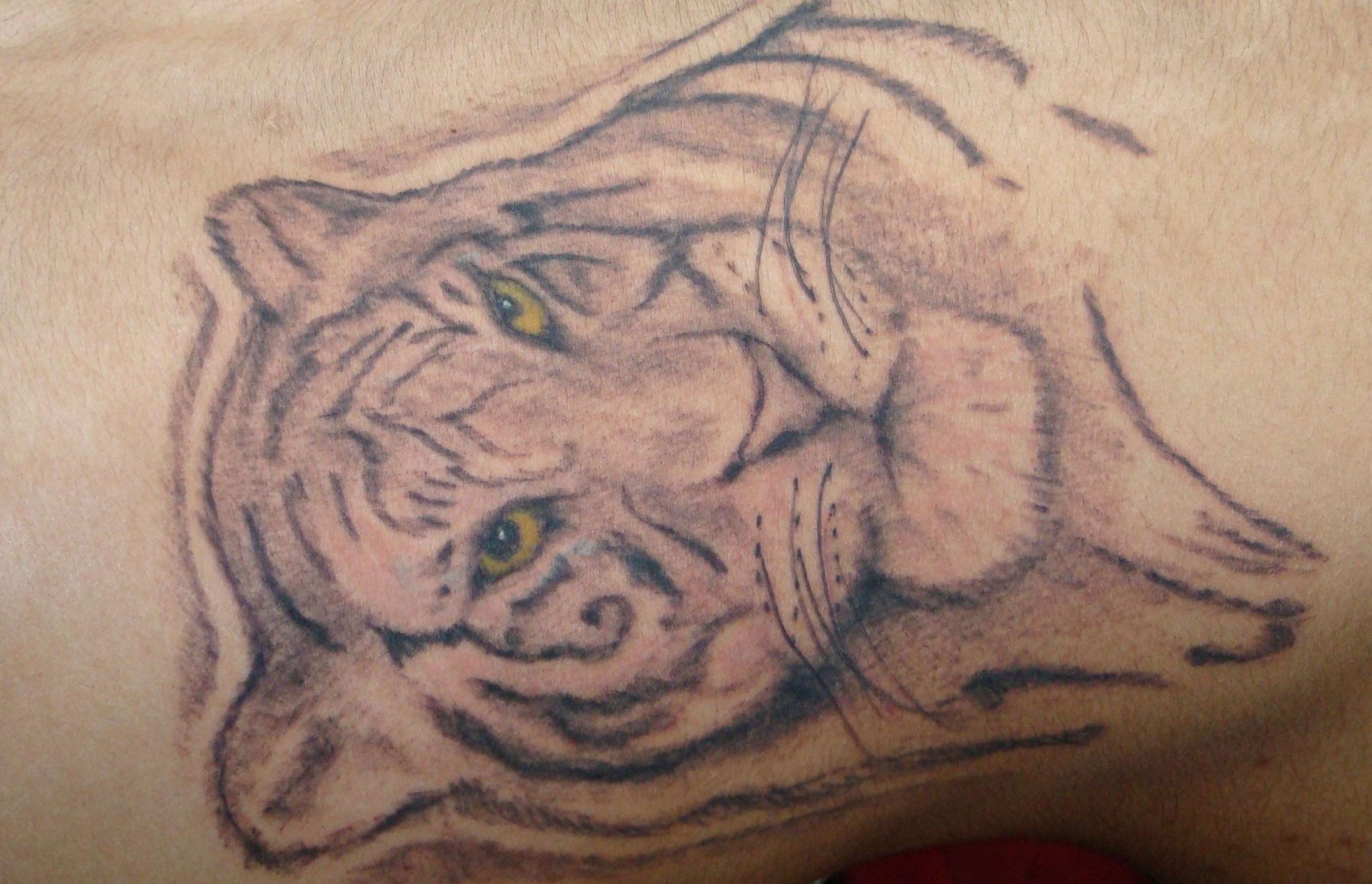 Tiger Tattoo Motive und Bedeutungen alletattoo.de 12